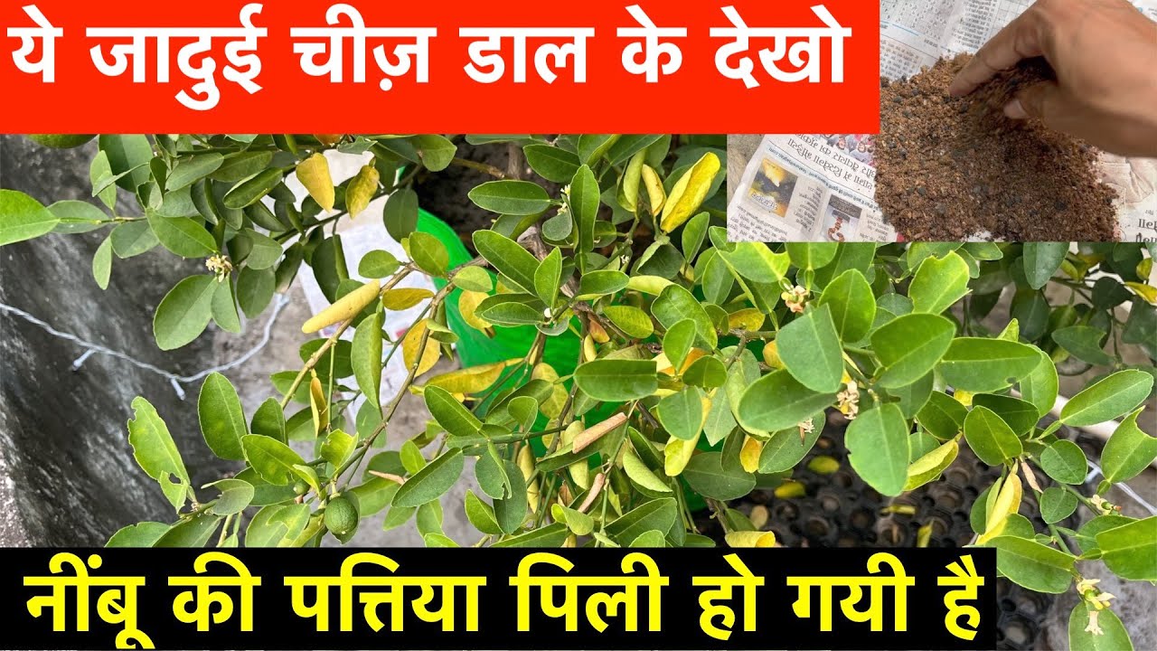 Lemon Tree Leaves Turning Yellow and Falling Off | Lemon Tree Yellow Leaves Treatment