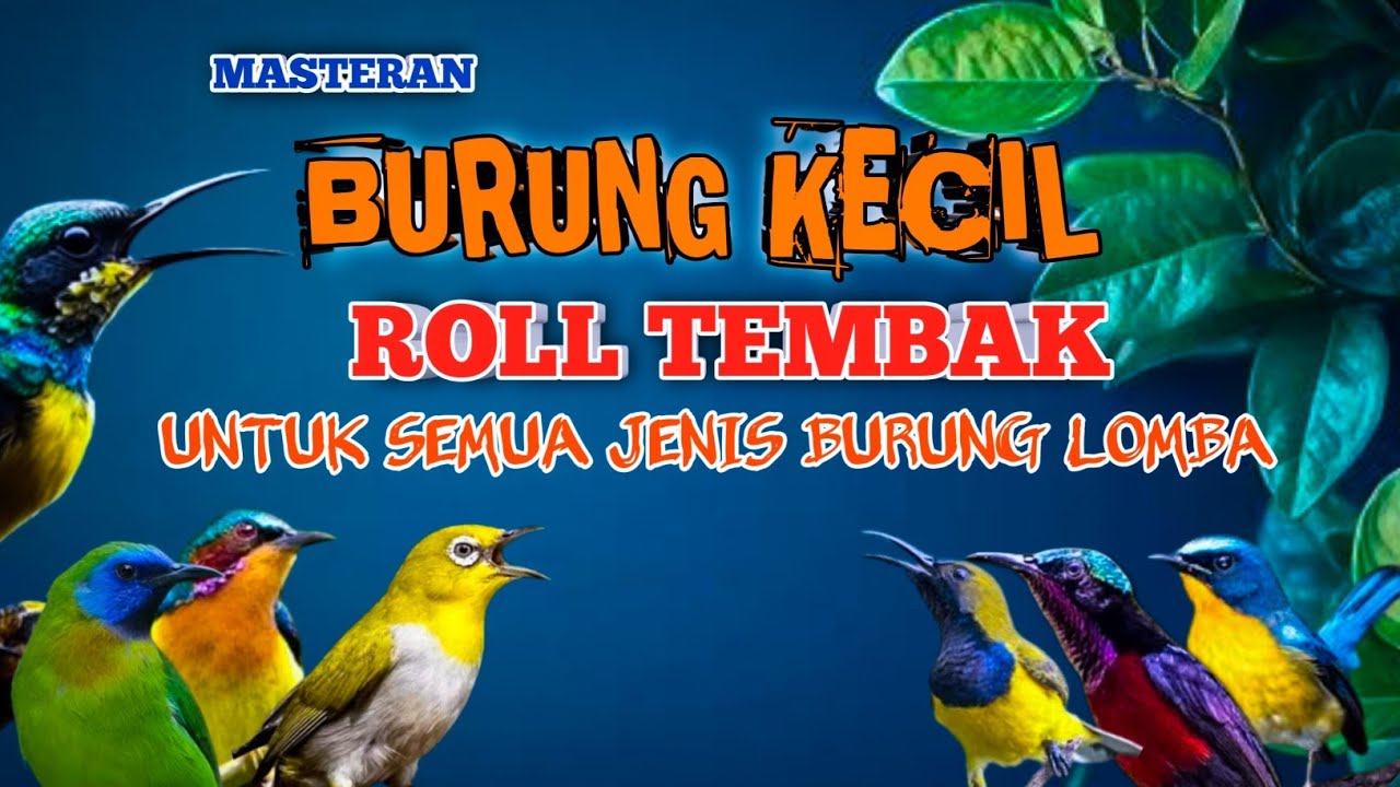 2 jam masteran  BURCIL ROLL TEMBAK untuk semua jenis burung lomba di jamin MENYALA!!