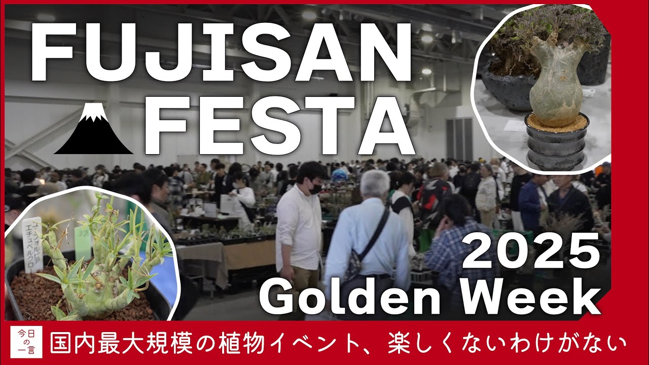 【2025GW】FUJISAN FESTA（富士山フェスタ）が会場広すぎの最高植物イベントだったので紹介したい【アガベ・塊根・多肉】
