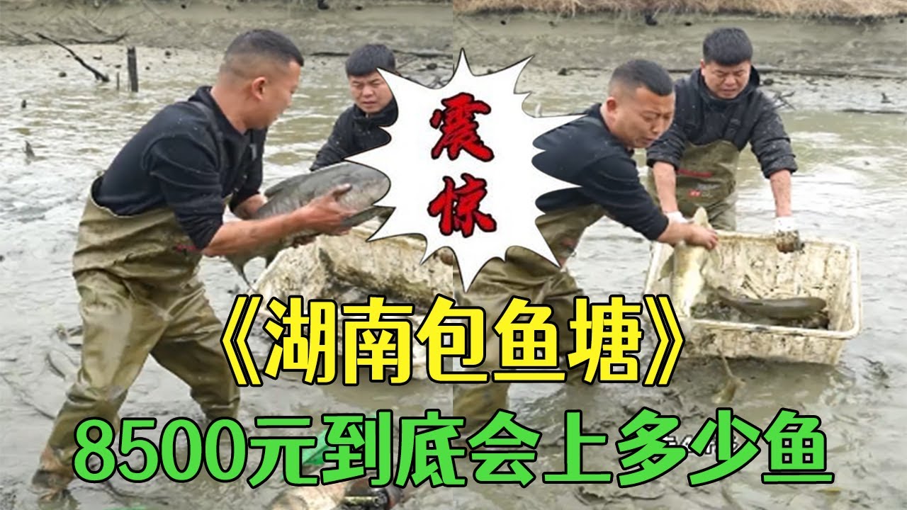 湖南包魚塘，8500元讓我看看到底能上多少魚！#小飛哥#三農  #戶外  #鄉村守護人 #包塘
