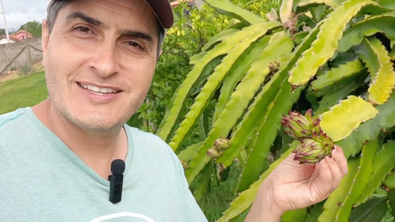 2 Motivos porque a sua pitaya não produz frutos!