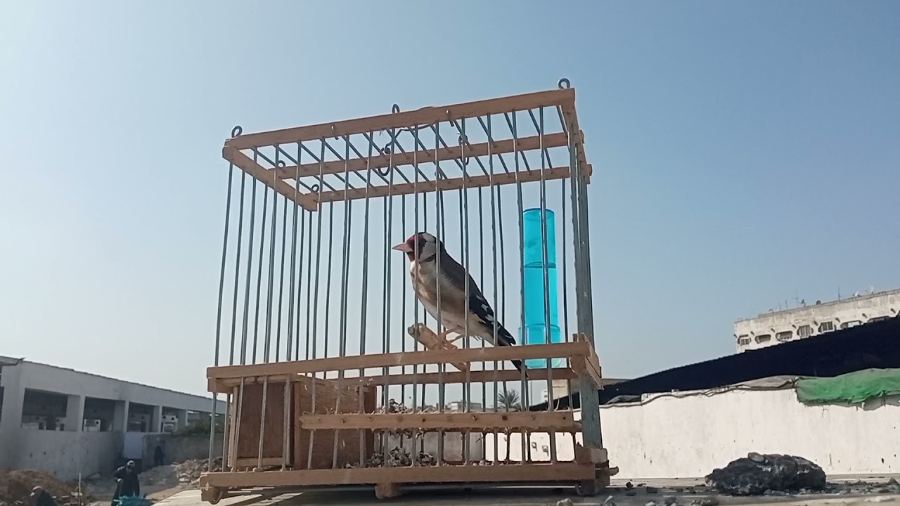 أجمل تغريد المقنين الويداني سوق العيون القريعة الدار البيضاء ♥️