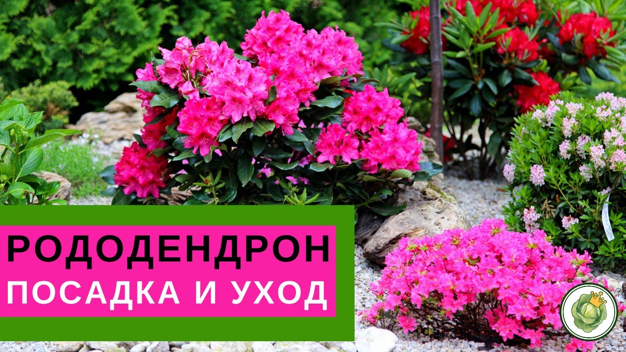 РОДОДЕНДРОН - посадка и уход//Все секреты пышного цветения