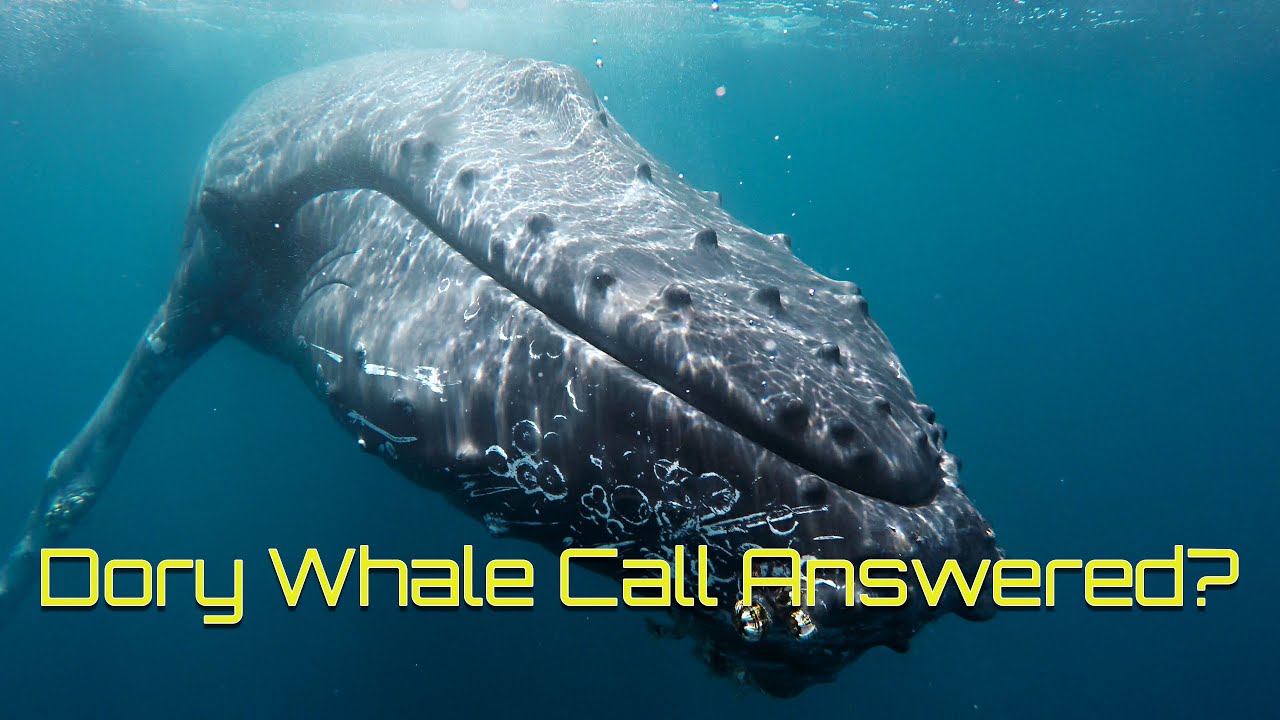 Dory Humpback Whale Call and Blue Whale Drone Footage - Dolphin Dave's Diaries Vlog 1