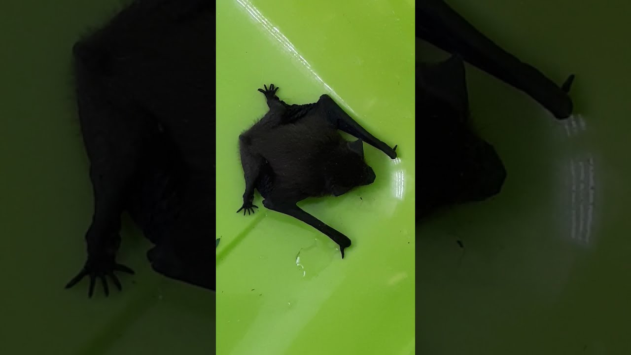 Zwergfledermaus frisst Grashüpfer