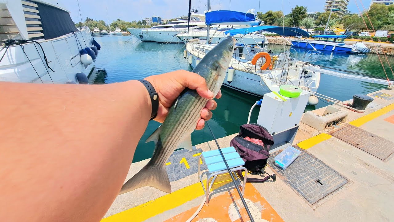 Pêche de Mulet à la bolognaise🇮🇹🎣 Ψάρεμα Κέφαλο με Μπλονέζ      بوري🐟 بولونيز 🎣