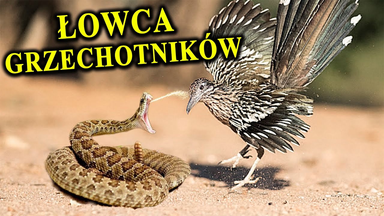 Pożera Grzechotniki - KUKAWKA Kalifornijska - Struś Pędziwiatr