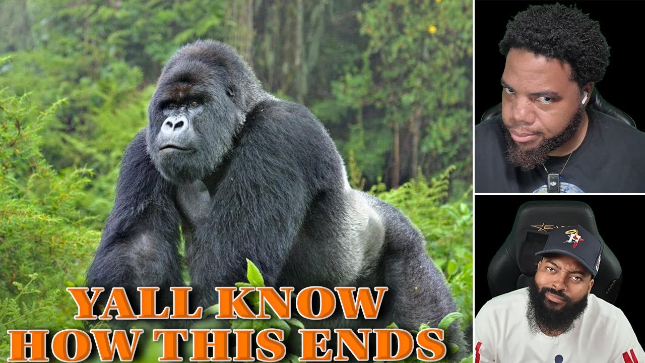 100 MEN VS 1 GORILLA DEBATE