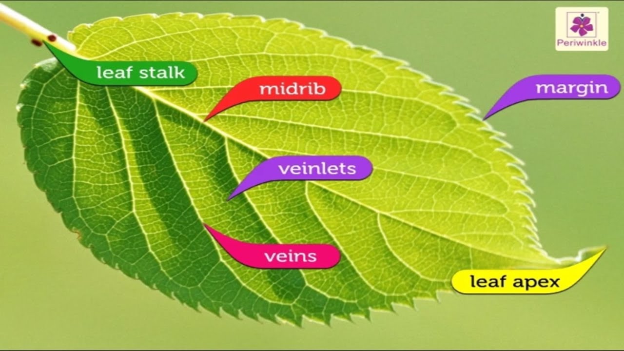 Structure of A Leaf | Environmental Studies Grade 4 | Periwinkle