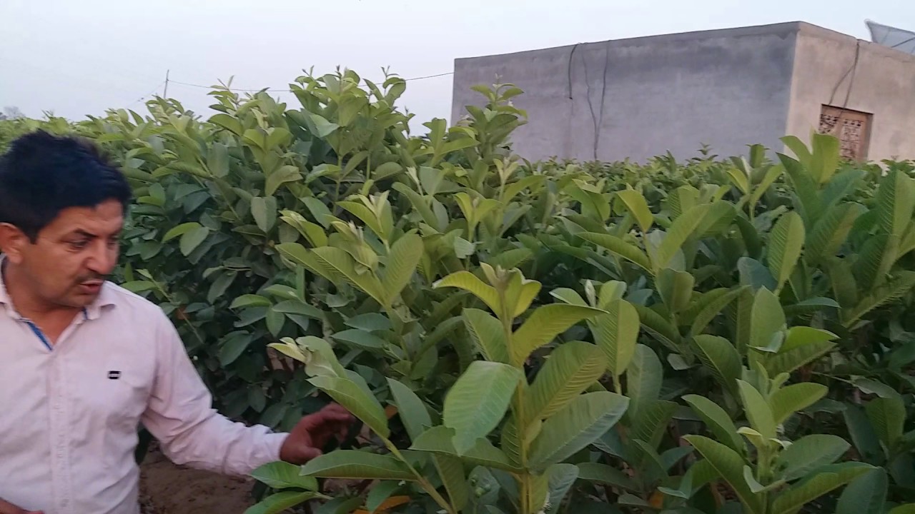 Hero Organic ...Guvava  High Density plantation..1110 plants per Acer ( contect us 7535875358)