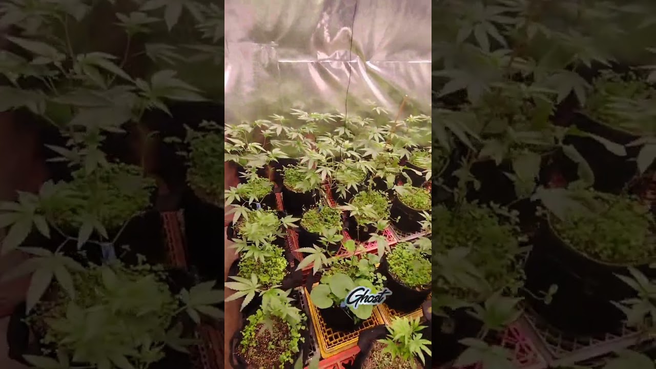 Slim 600h NextGen & OpticLED Grow Room - @green_ghost_organics