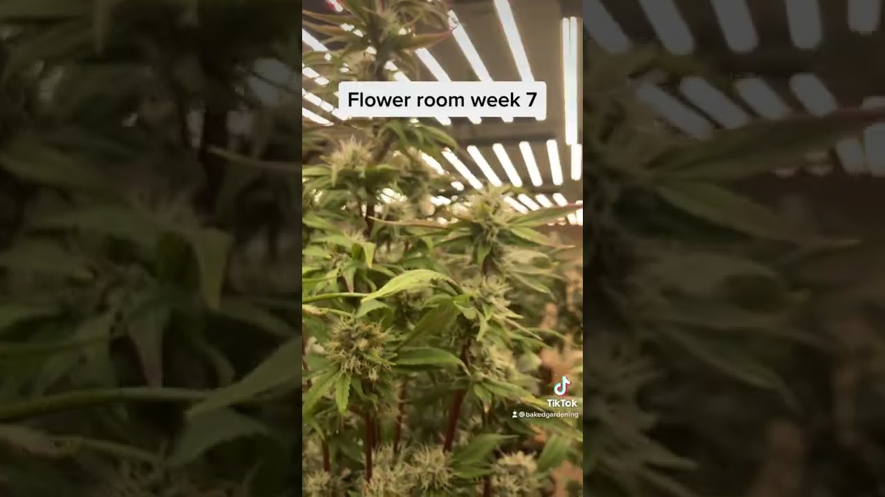 Candyland|bumblebee| Obama kush week 7 grow room #2