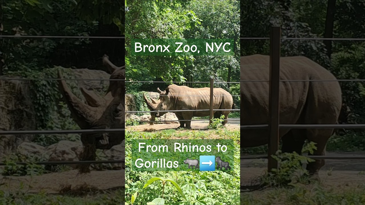 Walkthrough of the Bronx Zoo in New York — Animals from Around the World