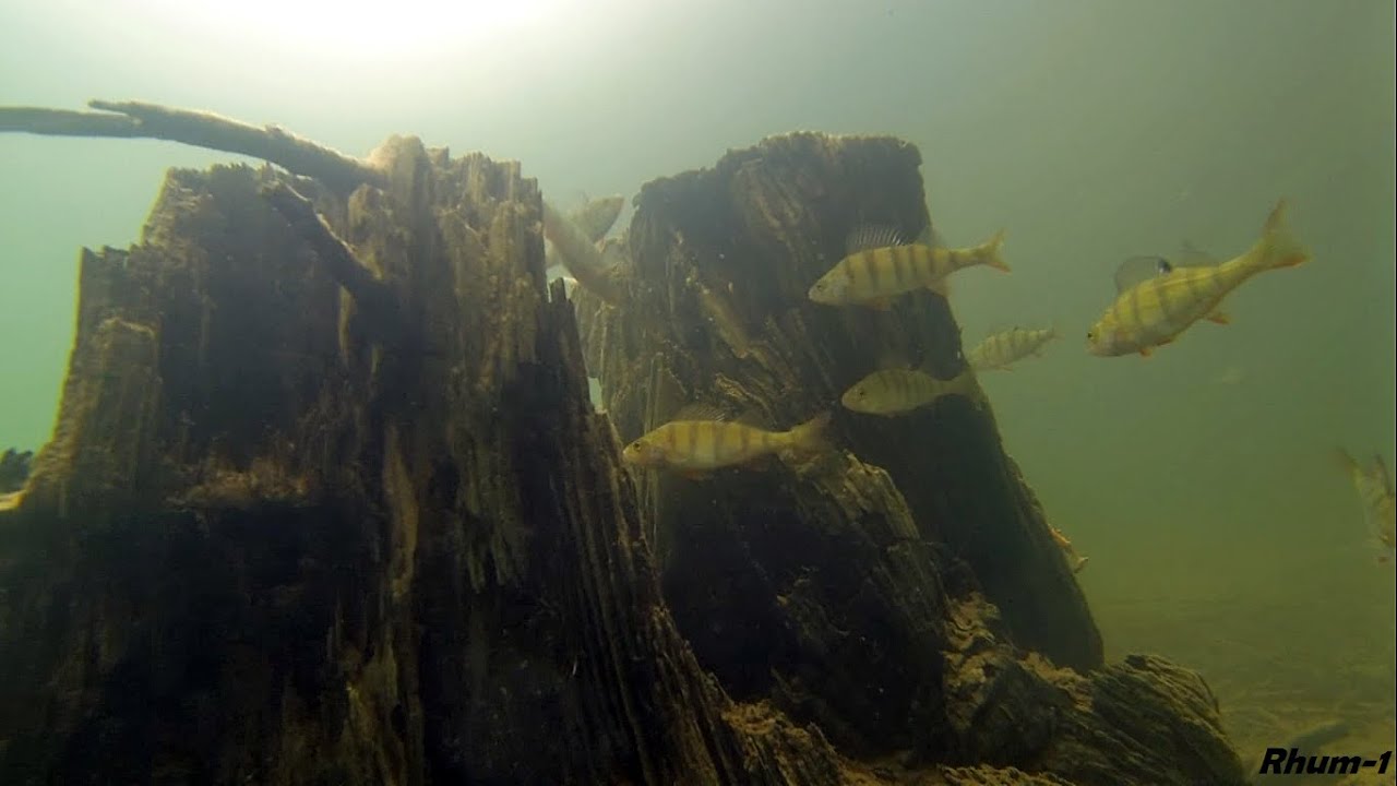 Plongée dans le Lac de Pierre Percée : Brochet, Perches, Ecrevisses