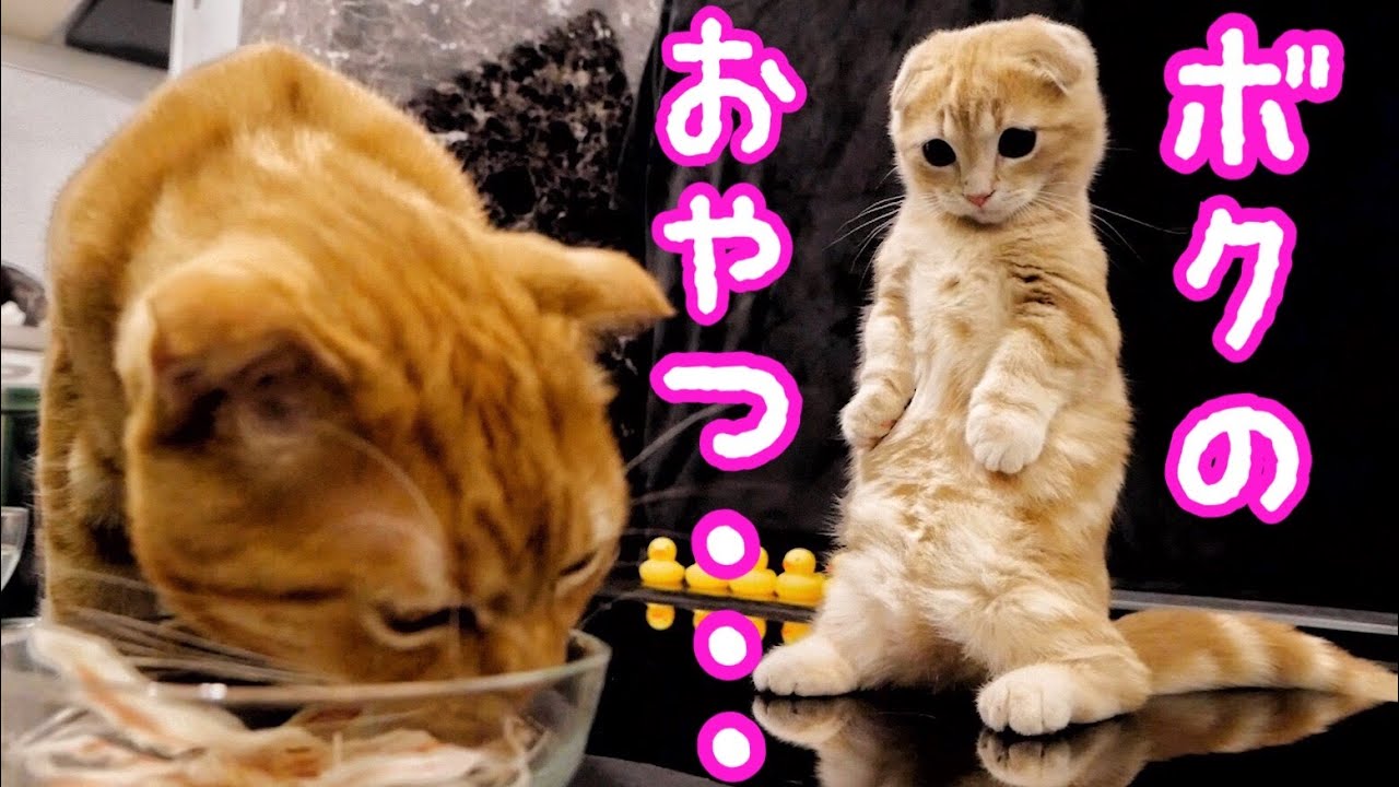初めてカニカマを食べる子猫と保護猫の反応が...【短足マンチカン】
