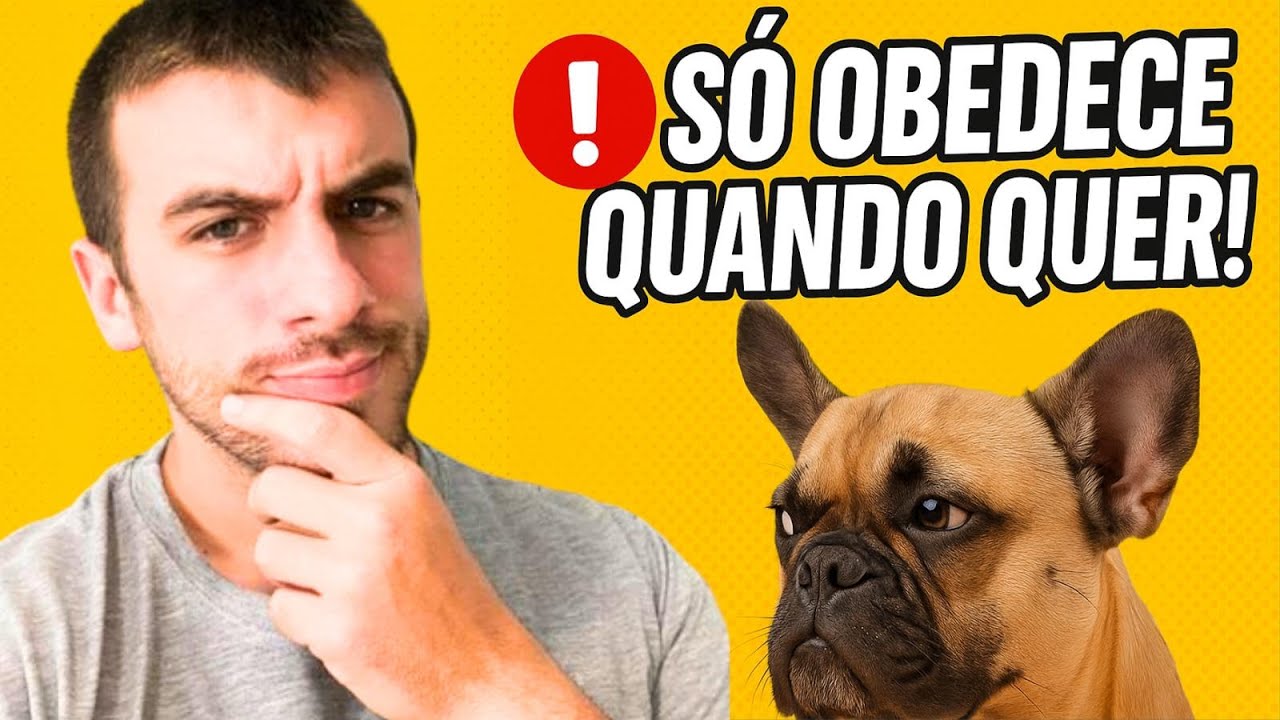 Como Fazer Seu Cachorro Te Obedecer Sempre!