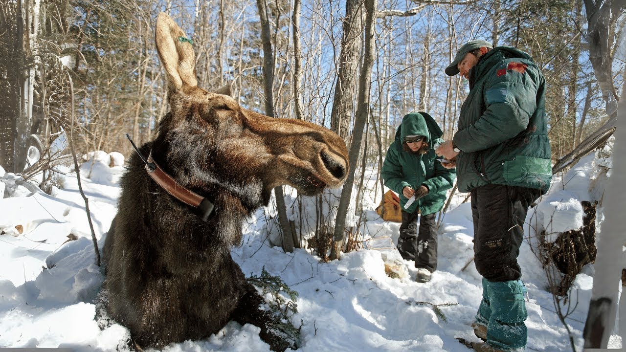 Moose Route Check... Where does Moose Actually Go during Migration?