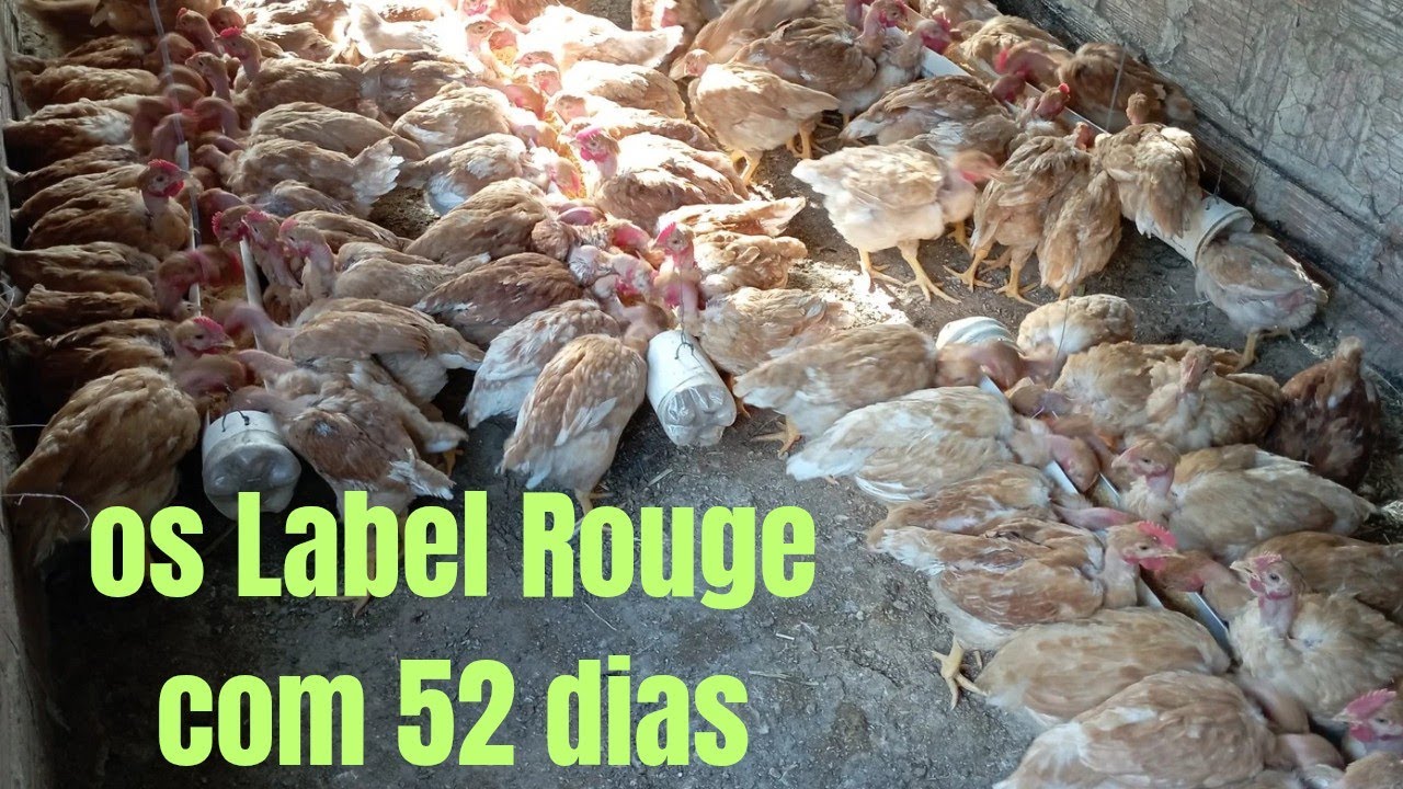Os Label Rouge já tão bem desenvolvidos , lindos demais 