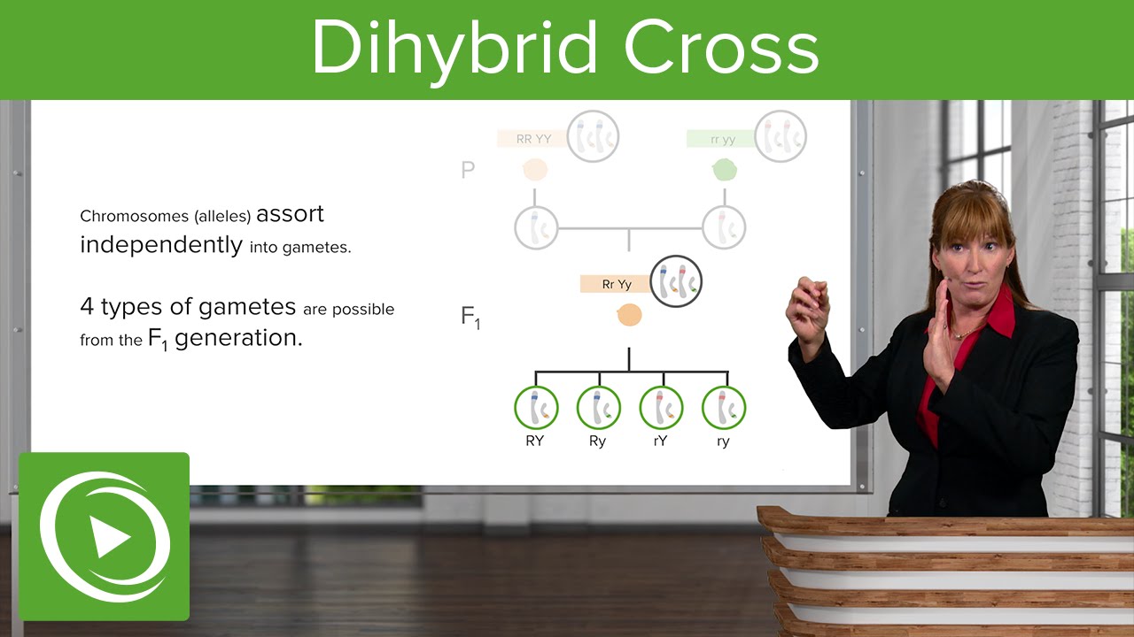Dihybrid Crosses: P & F1- Generations&ndash; Genetics | Lecturio
