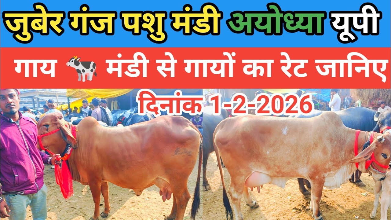 जुबेर गंज पशु मंडी अयोध्या यूपी। फरवरी के महीने में अधिक ठंड पड़ने से गाय 🐄 सस्ती हुई 🤔 रेट जानिए।