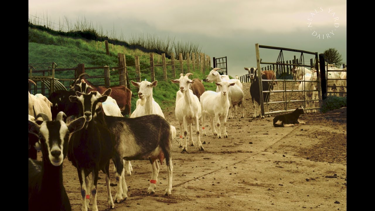 Mary Holbrook at Sleight Farm – Farm Visit on Film