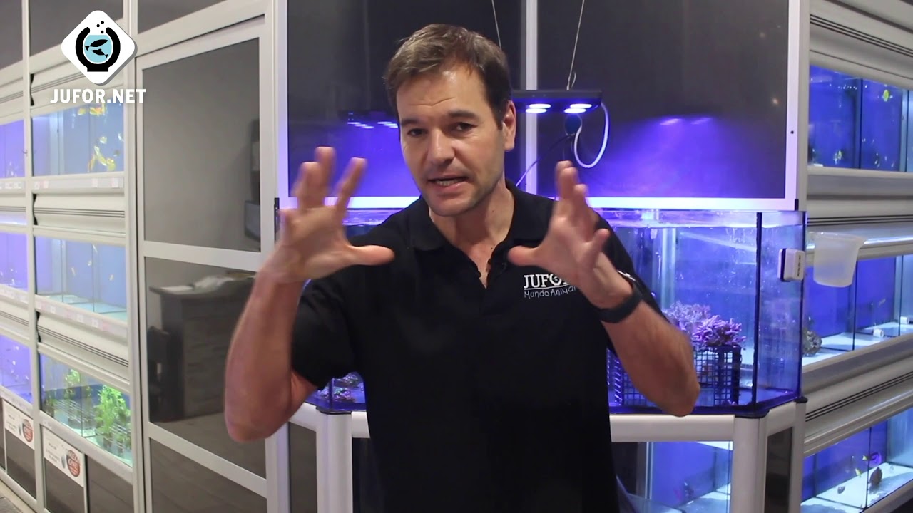 Cómo Eliminar Los DINOFLAGELADOS Del Acuario Marino☠️