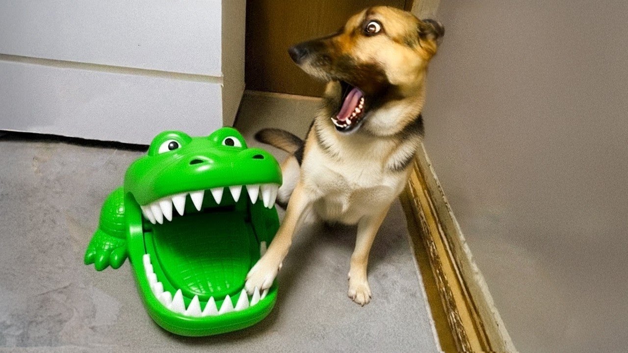 Животные ведут себя так, будто понимают всё, что мы говорим 🐶