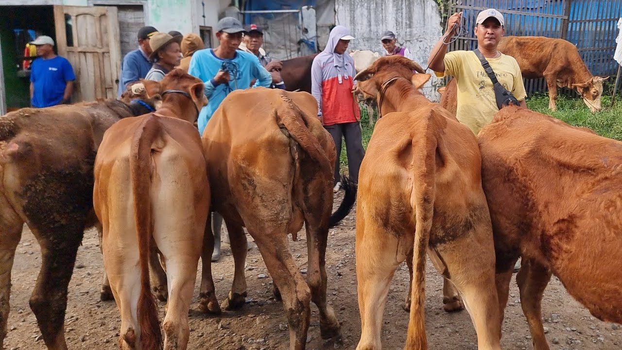 HARGA SAPI BETINA DORO HARI INI! Update Pasar Pon Ngulakan Pati Rabu 25 Februari 2026