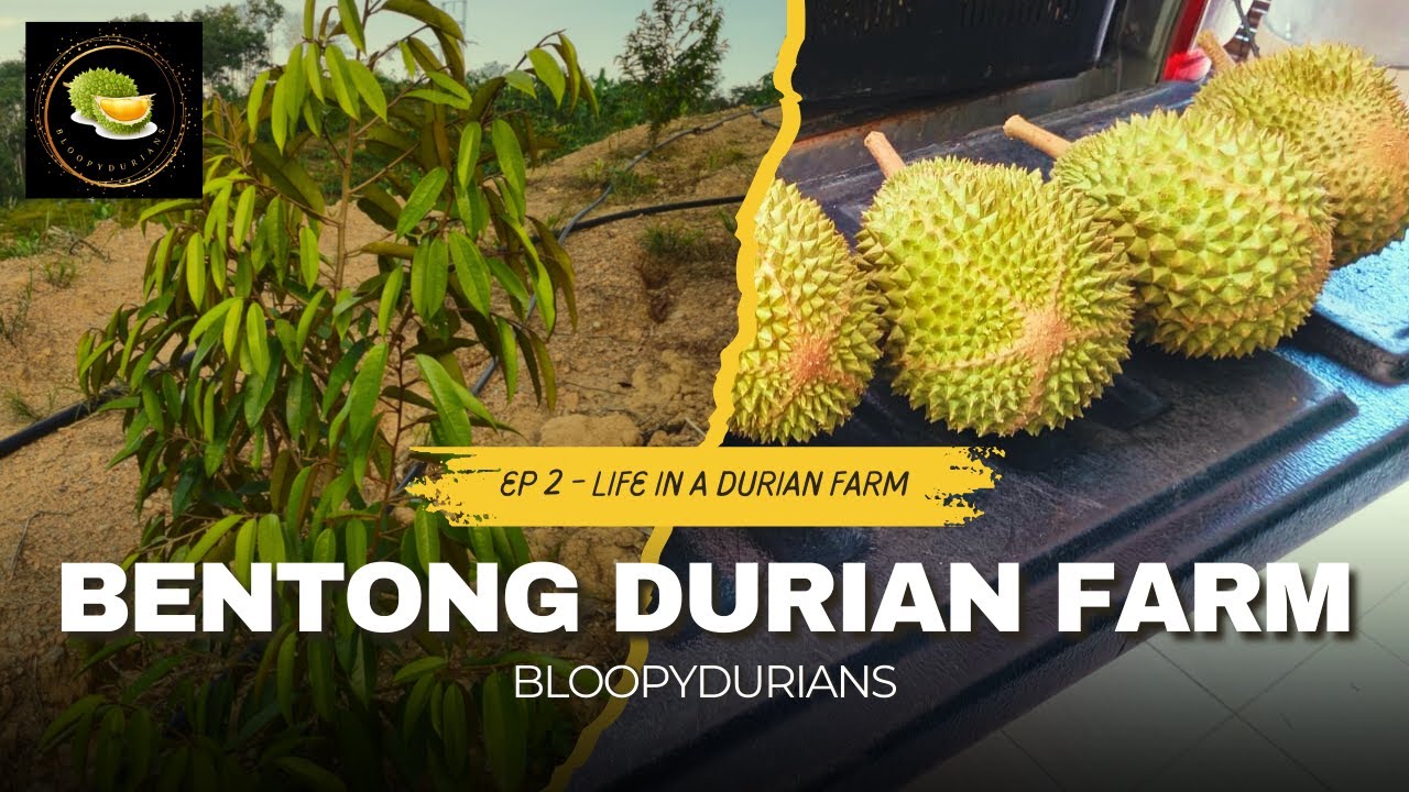 Ep 2 Life In A Durian Farm, Behind The Scenes Of Running A Durian Farm In Bentong, Pahang, Malaysia