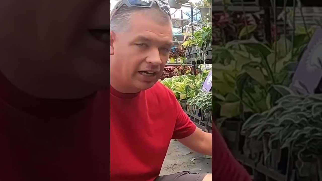 Start a nursery with plants from LOWES!!