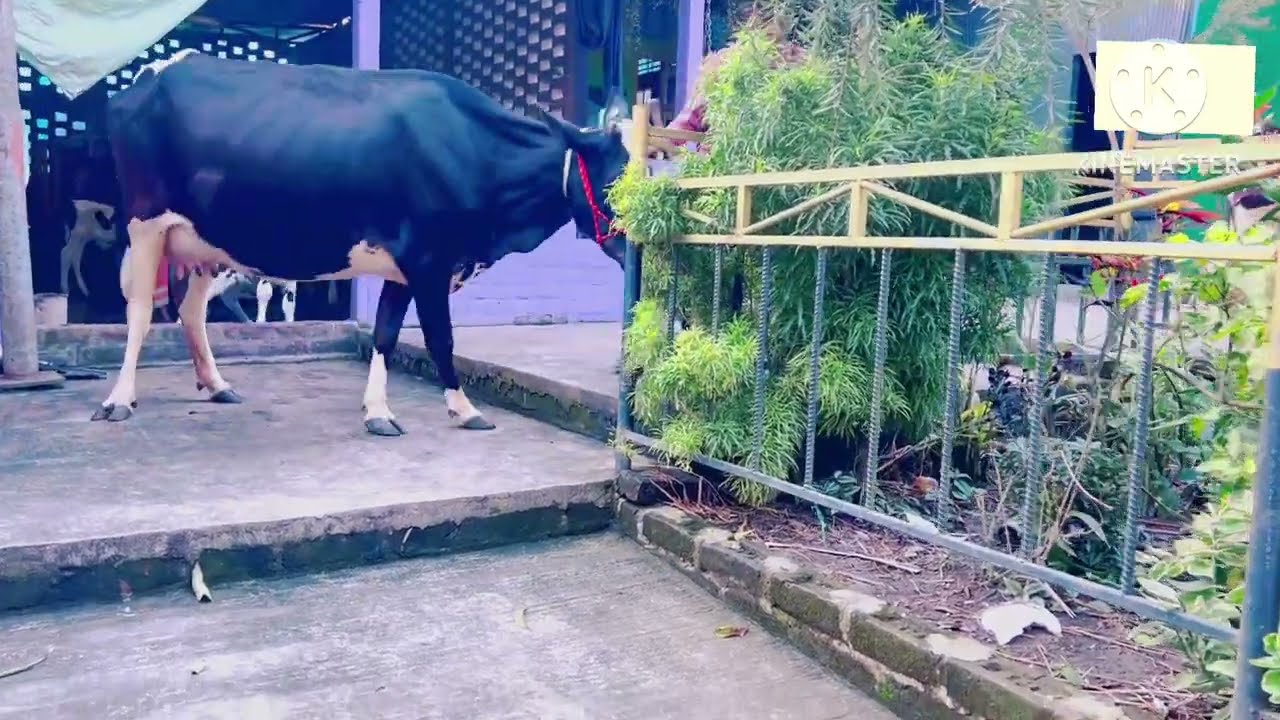 বিক্রয় বিজ্ঞপ্তি, জিনিস ভালো দামে কম ✅ জার্সি ফ্রিজিয়ান গরু ✅