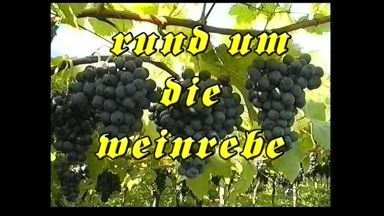 Rund um die Weinrebe