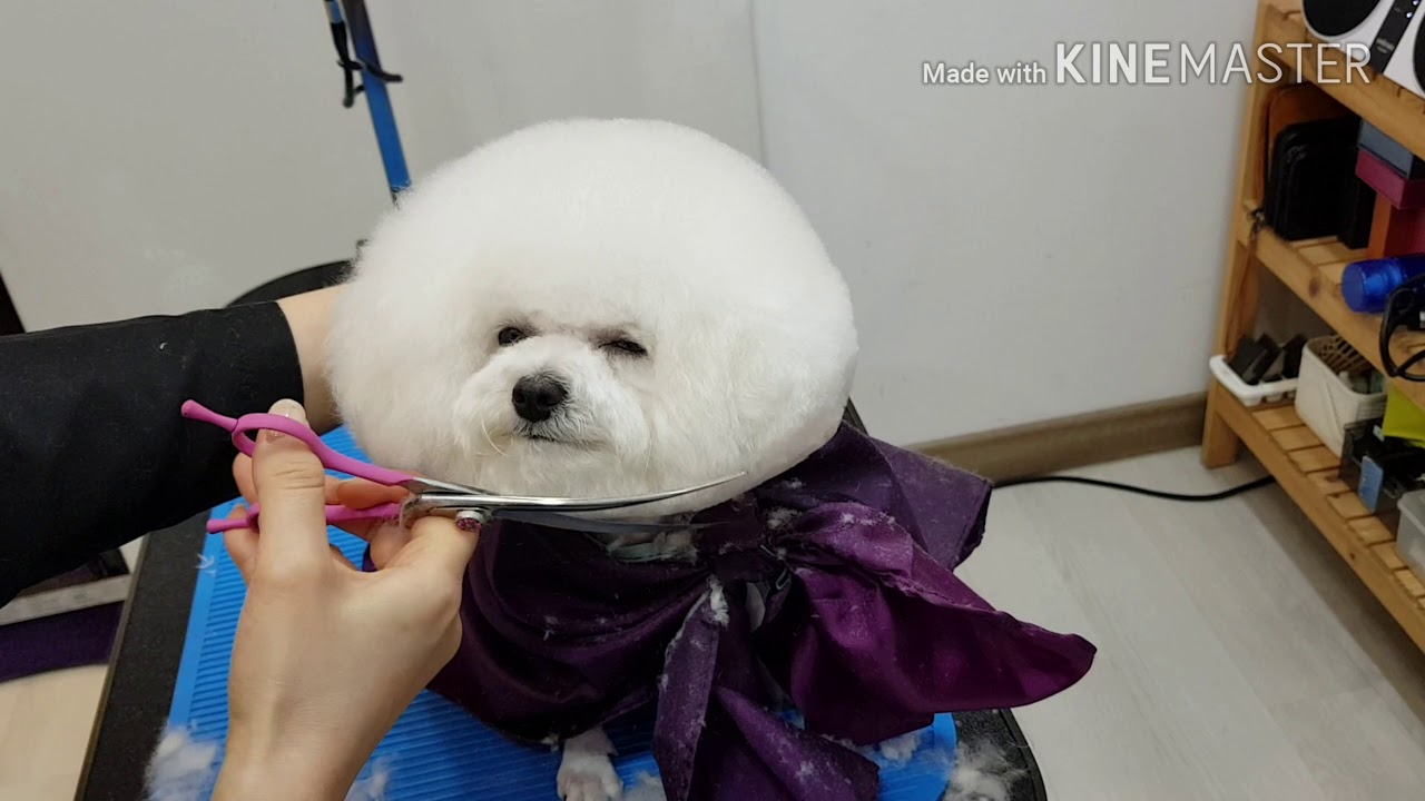 비숑프리제   bichon frise 하이바컷