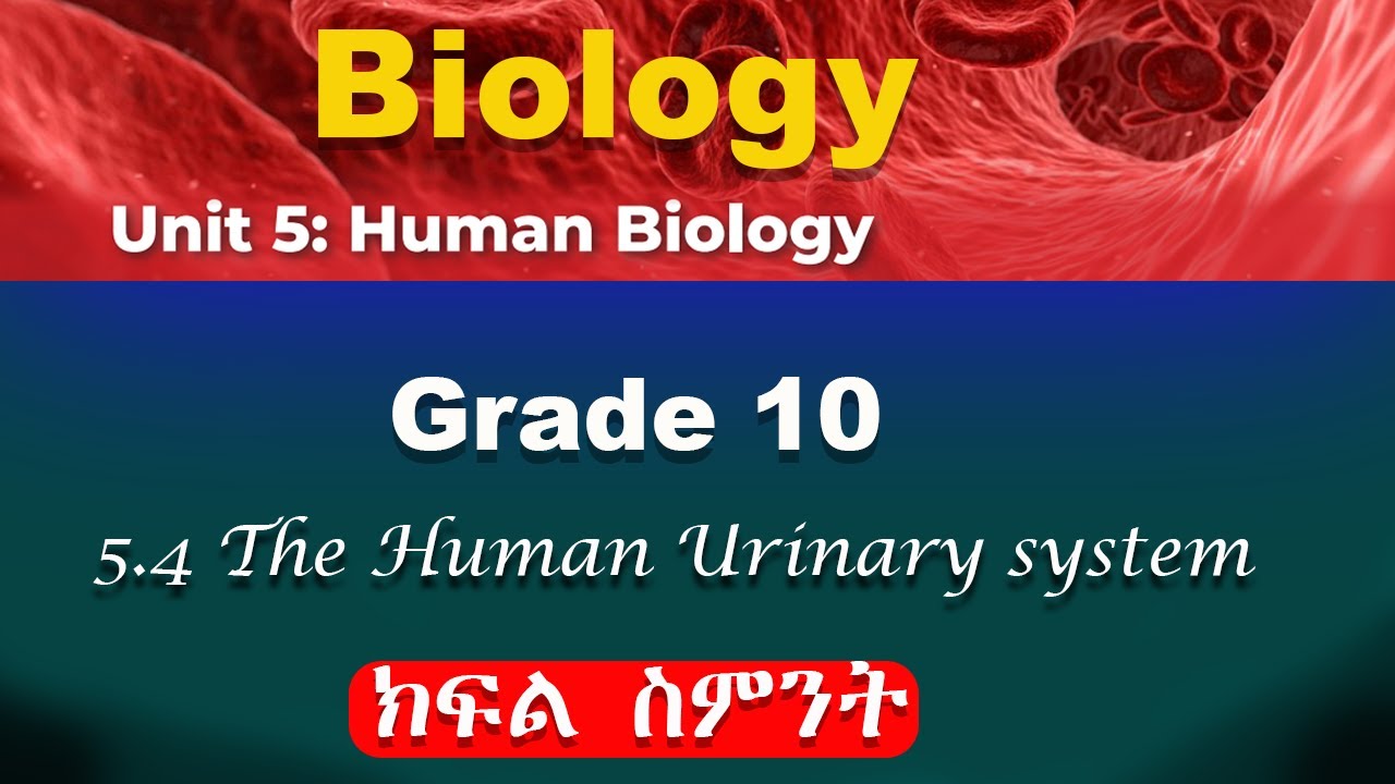 Grade 10 biology unit 5 part 8 | human biology | the human urinary system