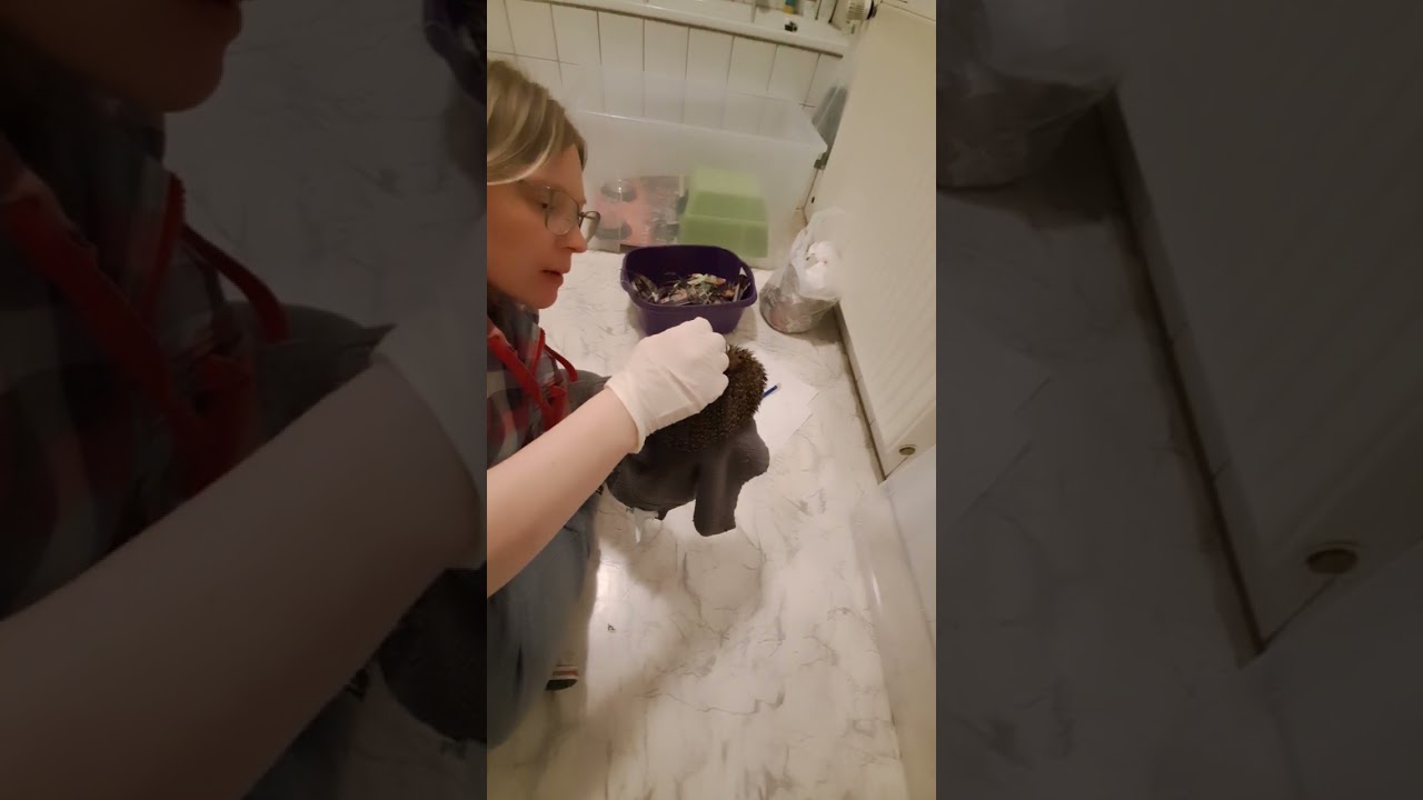 Hedgehog Rescue No.6