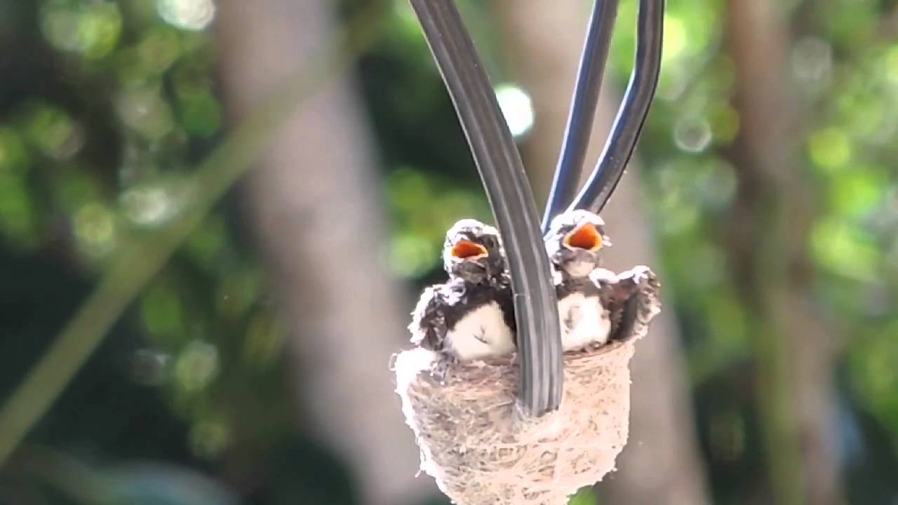 Australian Willie Wagtail birds growing up - from eggs to fledglings.