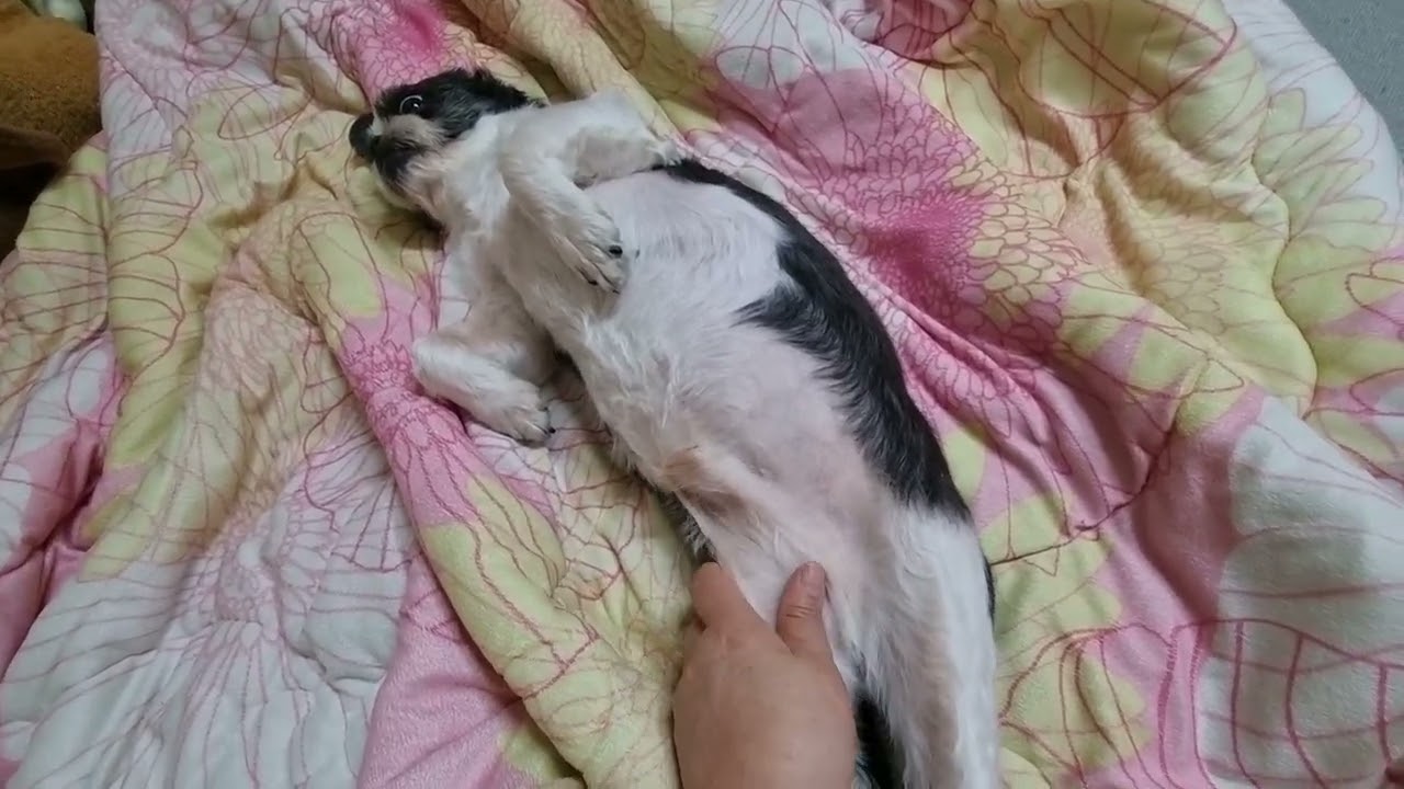 나는 행복한 열네살 시츄예요!🥰🥰🥰