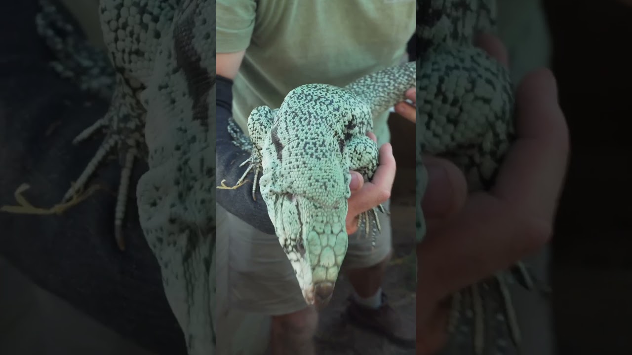 Blue Tegu at One Year Old! #reptiles #tegu