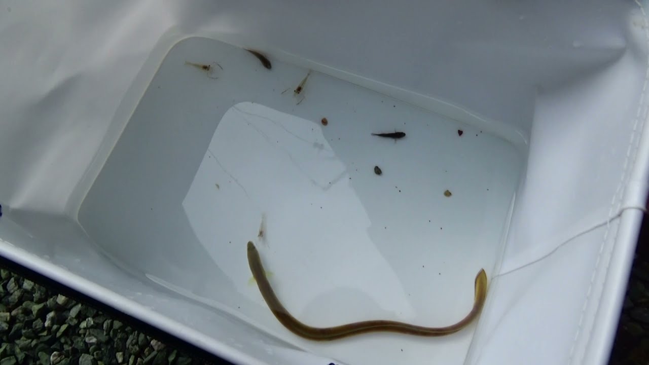 【実験】ウナギで作物は育つのか？（アクアポニックス/バクテリア増殖編）