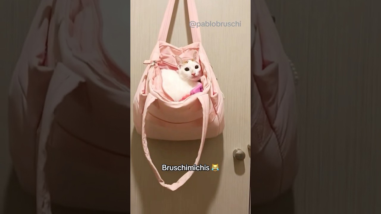 BRUSCHIMICHIS 379 😹