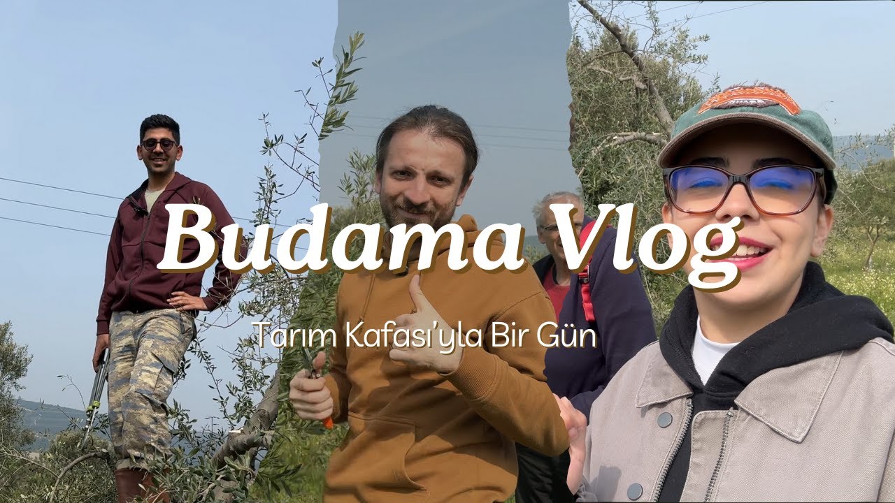 Zeytin Budama Nasıl Yapılır?  | Vlog | Fo&ccedil;a Tariş
