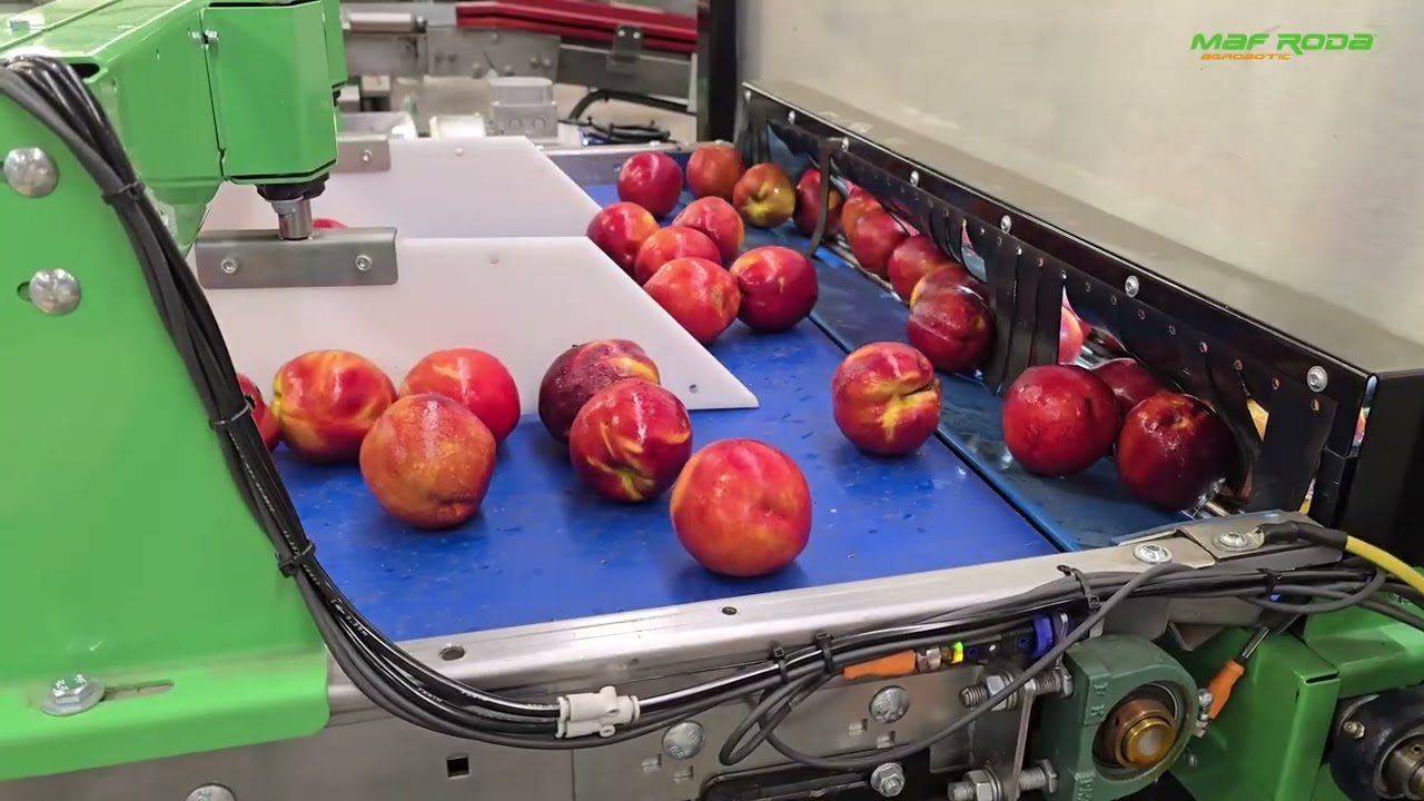 2025 - ACTEL (SPAIN) - Fast Pack Peach / Nectarina