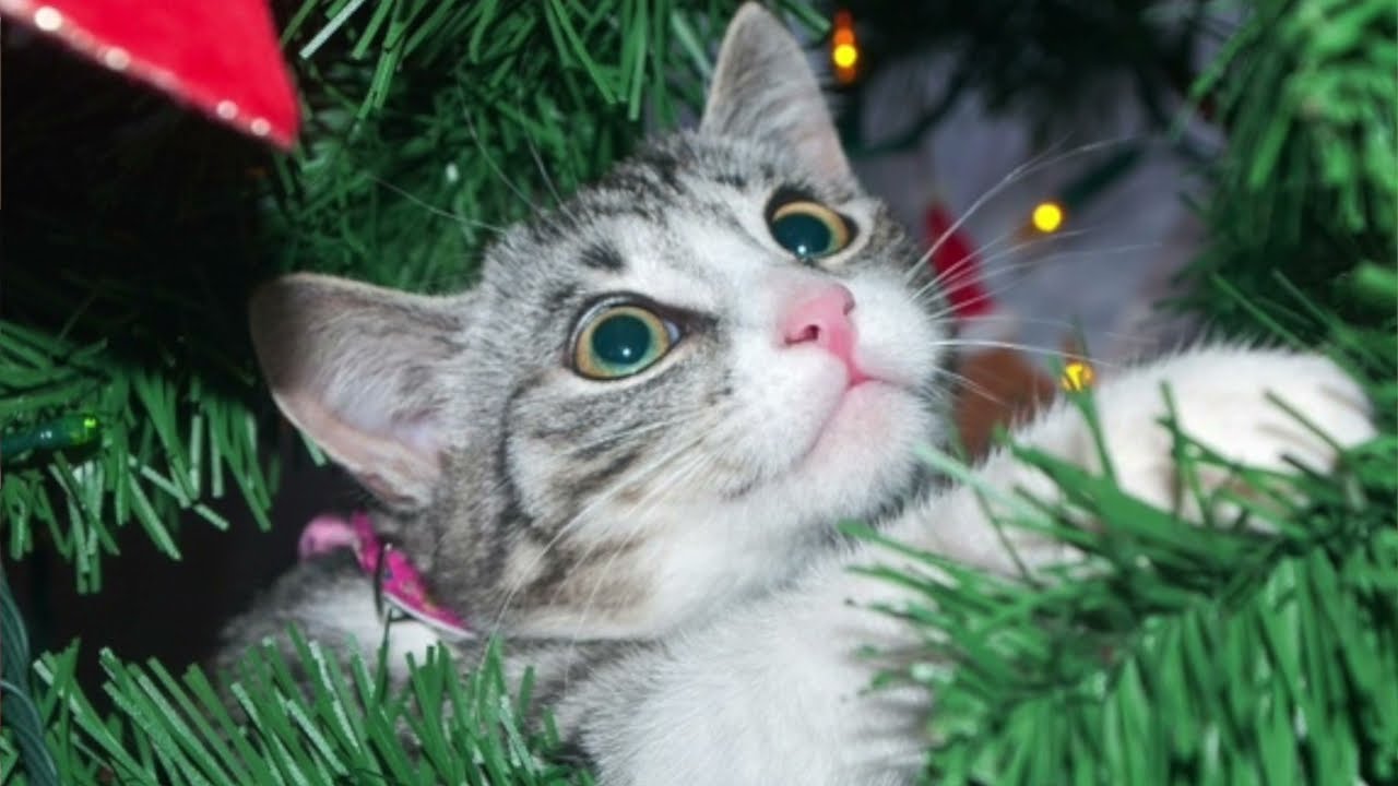 The 12 Days of Cat-mas
