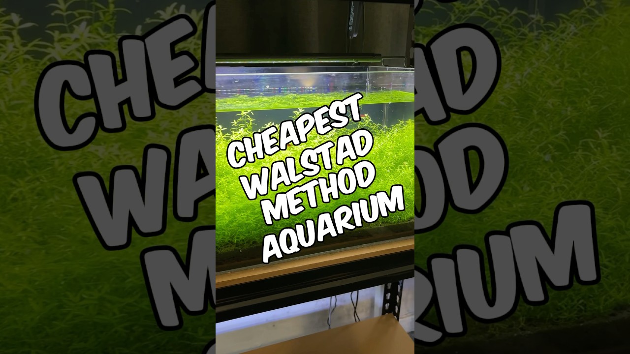 The Cheapest Walstad Tank You Can Build - No Filter, No Heater, No CO2 - 1 Year Later! #aquarium