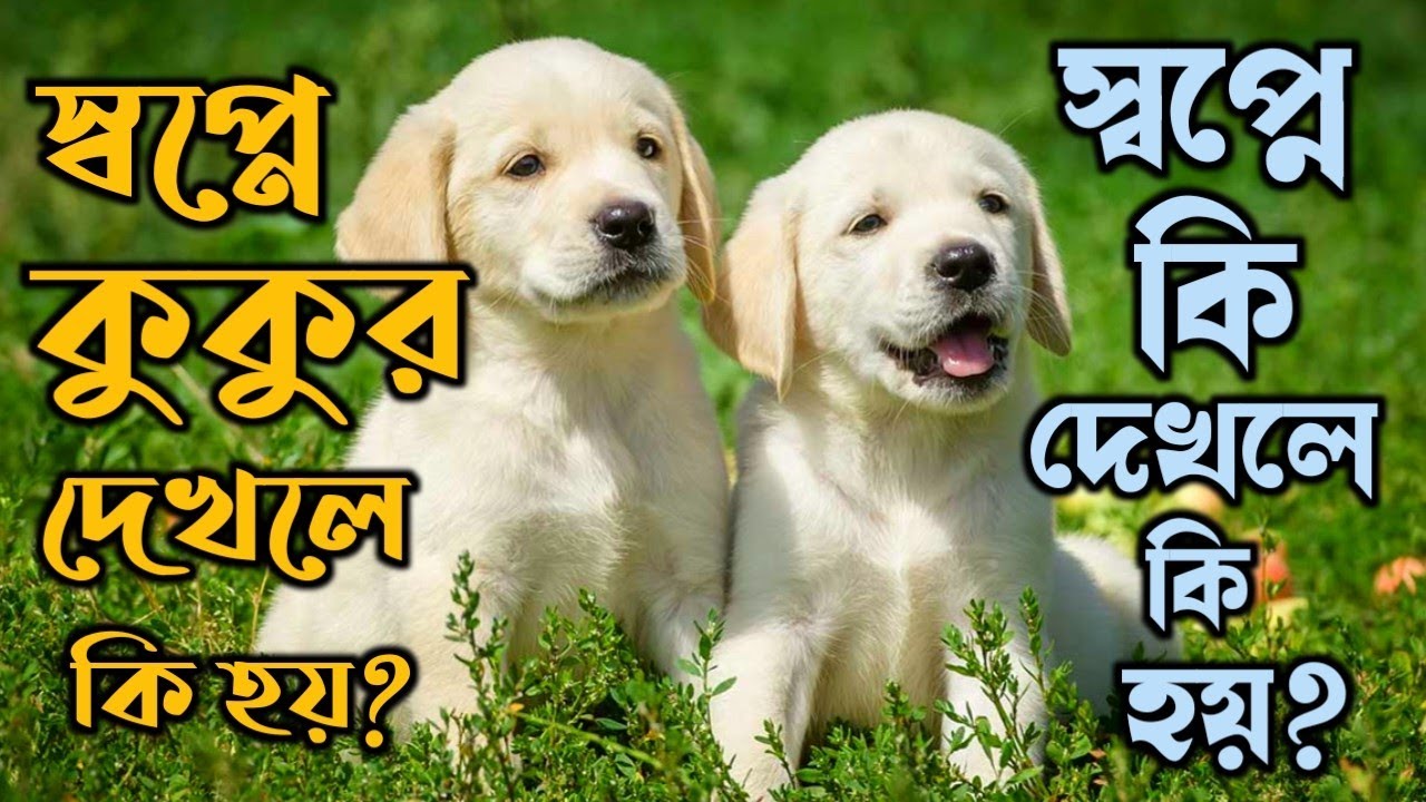 স্বপ্নে কুকুর দেখার ব্যাখ্যা | dreams interpretation of the dog | shopne kukur dekhle ki hoy |