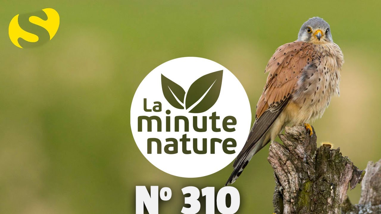 VISITE AUX BÉBÉS FAUCONS (No 310)