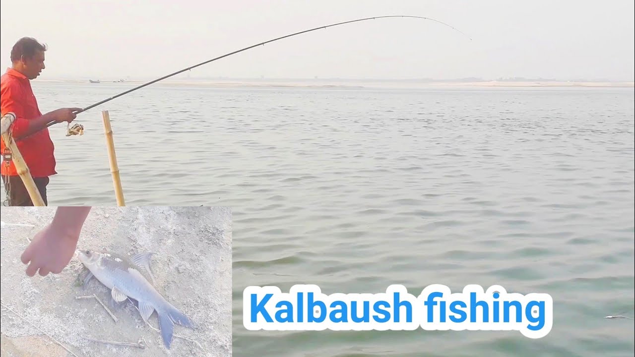 রাজবাড়ী বলিতা পয়েন্ট থেকে কালবাউশ মাছ ধরা || Kalbaush fishing bolita point Rajbari.