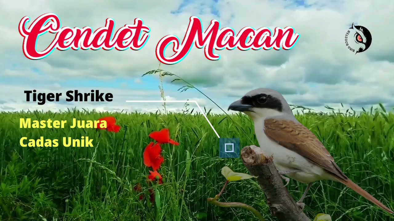 Master Cendet Macan isian kasar extra pedas | Dengan Jeda