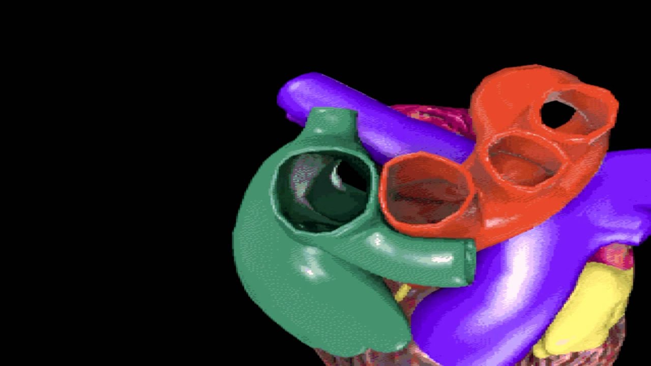Flyby Through The Heart (HD) From 3-D Body Adventure MS-DOS/Packard Bell Version