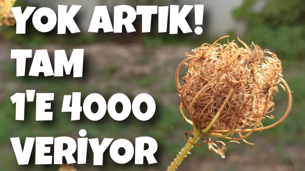 Her Evde Var ama Bu Kadar Bereketli Oluşuna Şaşıracaksınız